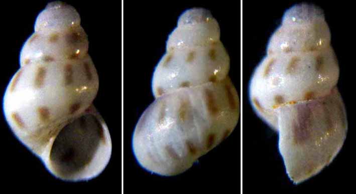 E'' la stessa Setia.....